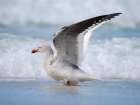 Dolphin gull on the beach of Saunders Island. South America, Falkland Islands. Art Print